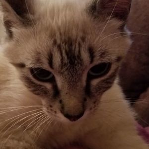 Meet your Posher, Nanette